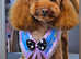 Tiny Red Toy Poodle with a wonderful temperament for stud