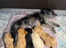 Last 1 pup left! With Health Check Certificate-Mini Labradoodle pups