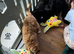 Price reduced DNA tested healthy 2 Sproodle Puppies Left