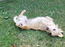 Beautiful KC registered English cream female