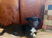 Beautiful Collie x Labrador