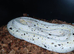 Cow reticulated python