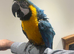 Stunning Young HandReared Blue & Gold Macaw Parrot.15