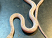 White sided black rat snakes WOW AMAZING