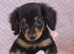 Miniature Dachshund Puppies