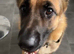 Girl german shepherd