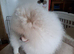 Pale Lilac Merle Boy