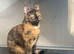 16 month old female cat for sale