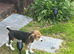 Beagle Pups Northern Ireland