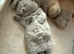 Beautiful BSH lilac kittens