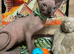 Sphynx kittens
