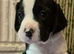 Jack a bee cross sprollie puppies