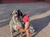 Chunky Presa Canario Puppies for sale