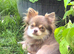 Long Haired KC Reg Chihuahua puppies