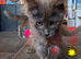 Pet or breeding Maine Coon kittens in Manchester