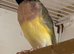 Female Gouildian finches available young young