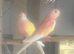 Pair of rubino bourkes