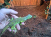 Green iguana