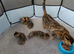 Last one of the litter. Male Bengal kitten