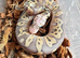 Super pastel clown het vpi axanthic