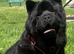 8 Months old old smooth coat MALE