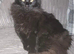 Beautiful Maine Coon kittens
