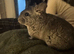 Male chinchilla for sale