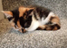 Calico female