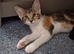 2 Adorable Girl Kittens