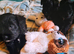 Cutest miniature Schnauzer