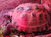 Tortoise