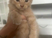 Maine coon kittens