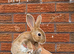 Pedigree Miniature Rex Rabbits – Ready