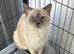 Ragdoll cat