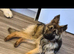 Female gsd