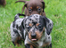 Miniature dachshund puppies