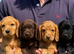 Cocker Spaniel Puppies
