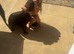 Sprocker 9month old