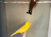Goldfinch and canary