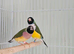 Gouldians available