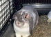 Lop girl rabbit