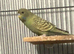 Black faced budgies