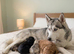 beautiful husky puppies