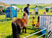 Reg Standard Family Shetland