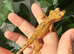Various Crested Geckos