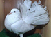 PURE WHITE FANTAIL DOVES/PIGEONS