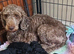 Kc miniature poodles