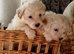 Maltipoo 1girl left,