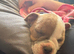 12 week old English bulldog neebr registered and history