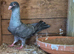 Pigeons
